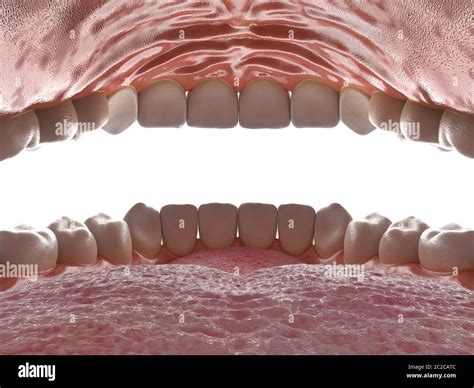 Inside the jaw.